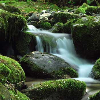 Waterfall with green